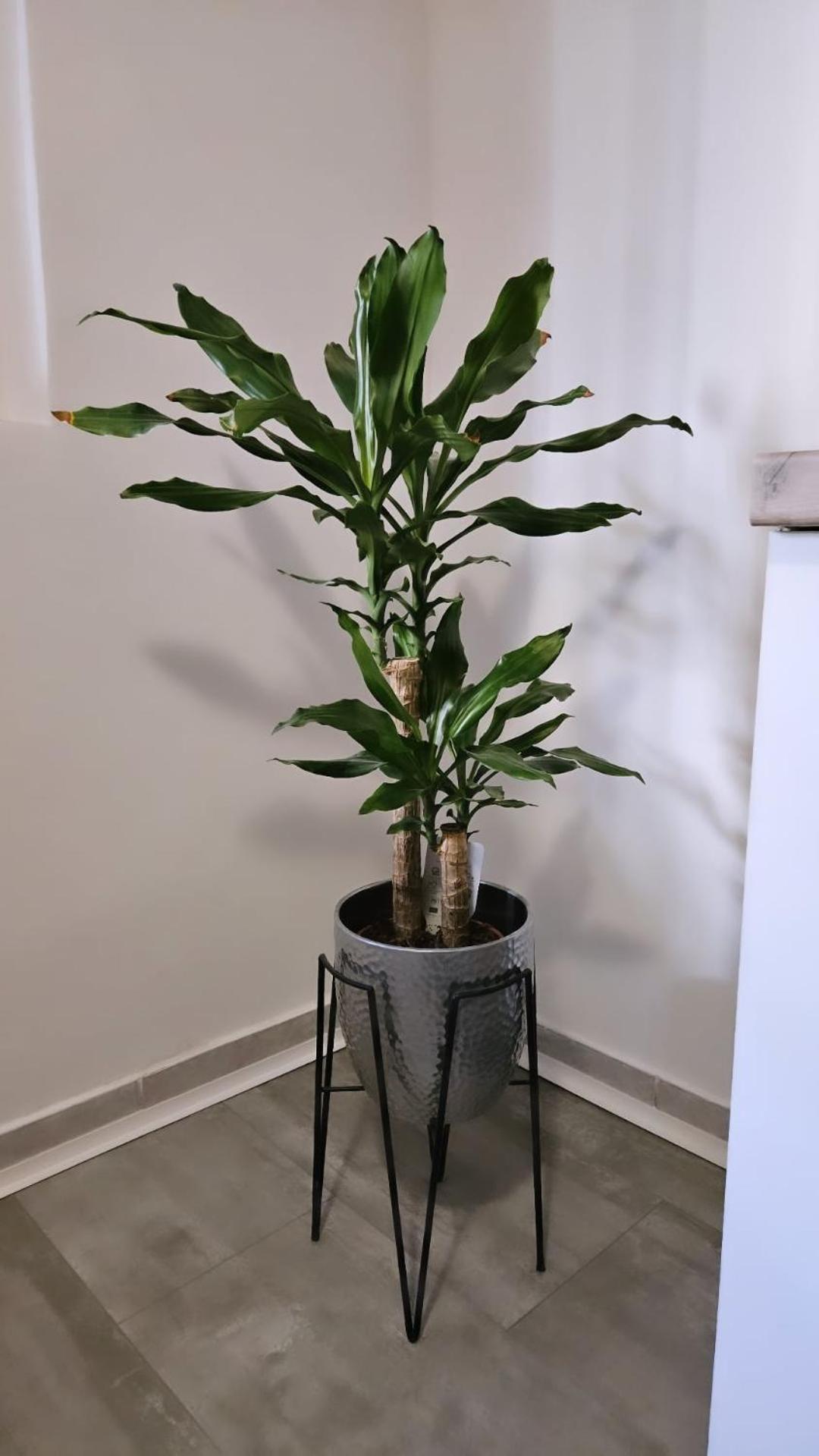 Apartment Gago Сплит Экстерьер фото